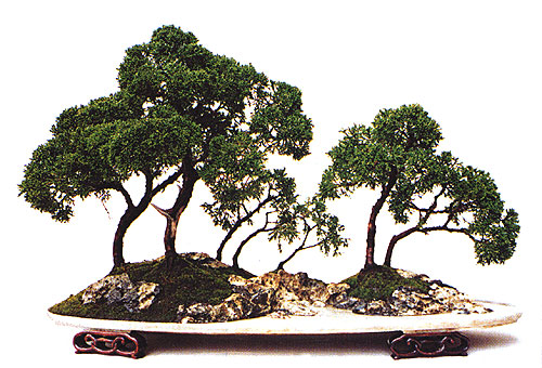 Qing Quan Zhao | Juniperus Chinensis (Chinese Juniper)