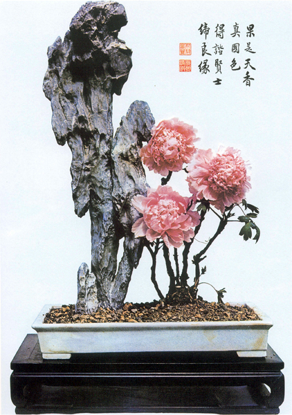 Paeonia Moutan --- Ying Tak Black Stone